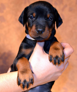 Photo №1. dobermann - for sale in the city of Varna | 500$ | Announcement № 363