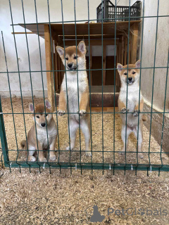 Photo №1. shiba inu - for sale in the city of Zrenjanin | negotiated | Announcement № 155100