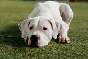 Photo №1. dogo argentino - for sale in the city of Kazan | negotiated | Announcement № 2454