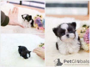 Photo №2 to announcement № 56116 for the sale of shih tzu - buy in Sweden 