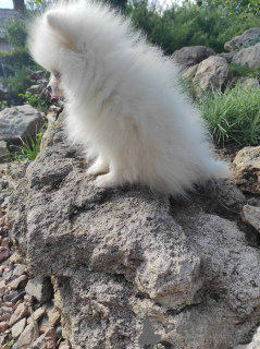 Photo №2 to announcement № 12104 for the sale of pomeranian - buy in Poland private announcement