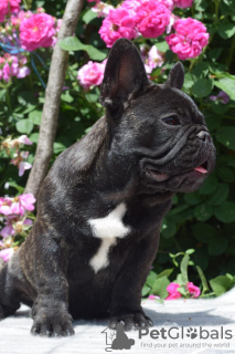 Photo №3. French Bulldog Pedigree FCI. Romania