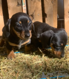 Photo №1. dachshund - for sale in the city of Piteå | negotiated | Announcement № 55323