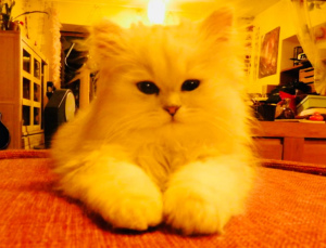 Photo №3. Persian kittens silver. Belgium
