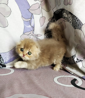 Photo №2 to announcement № 6306 for the sale of scottish fold - buy in Ukraine from nursery