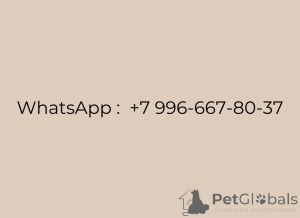 Photo №4. I will sell pomeranian in the city of Москва. private announcement, breeder - price - 132$