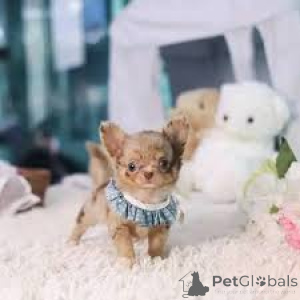 Photo №3. Chihuahua puppies for sale. United Kingdom