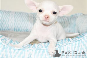 Photo №3. Adorable Chihuahua Puppies for free adoption. Germany