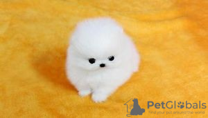 Photo №4. I will sell pomeranian in the city of Бернау. private announcement - price - Is free