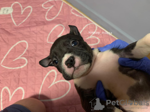 Photo №2 to announcement № 129185 for the sale of american bully - buy in Serbia private announcement, from nursery, breeder