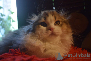 Photo №1. scottish fold - for sale in the city of Krakow | 828$ | Announcement № 12013