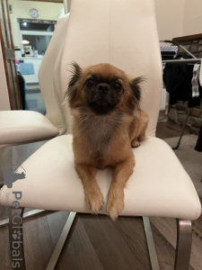 Photo №2 to announcement № 75194 for the sale of pekingese - buy in United Kingdom private announcement