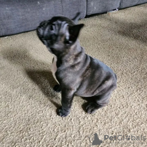 Photo №2 to announcement № 32409 for the sale of french bulldog - buy in Germany private announcement