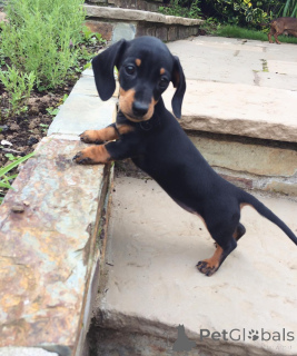 Photo №4. I will sell dachshund in the city of Victoria. breeder - price - 600$