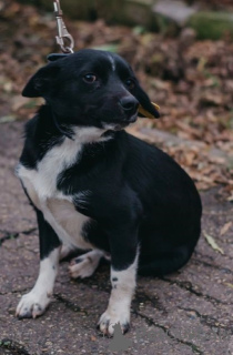 Additional photos: Little short-legged Toby is looking for a home! Weight 7 kg