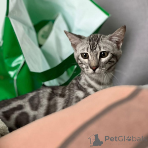 Photo №2 to announcement № 155704 for the sale of bengal cat - buy in Poland private announcement