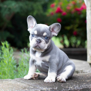 Photo №1. french bulldog - for sale in the city of Berlin | 106$ | Announcement № 100243