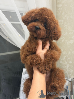 Photo №3. Teddy poodle China. Russian Federation