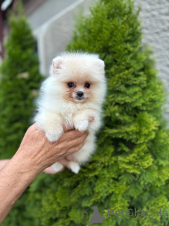 Photo №1. pomeranian - for sale in the city of Degerfors | 2353$ | Announcement № 149483