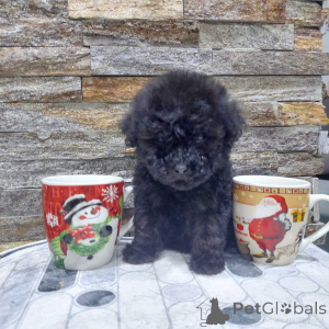Photo №1. poodle (toy) - for sale in the city of Belgrade | negotiated | Announcement № 159075