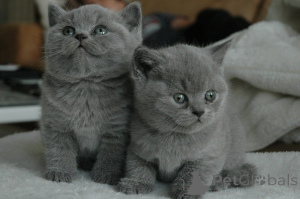 Photo №1. british shorthair - for sale in the city of Algermissen | 361$ | Announcement № 159963