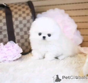 Photo №2 to announcement № 175405 for the sale of pomeranian - buy in Lithuania private announcement, breeder