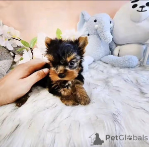 Photo №1. beaver yorkshire terrier - for sale in the city of California City | 600$ | Announcement № 176122