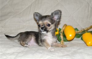 Photo №1. chihuahua - for sale in the city of St. Petersburg | negotiated | Announcement № 1247