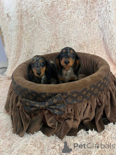 Photo №2 to announcement № 174449 for the sale of dachshund - buy in Serbia 