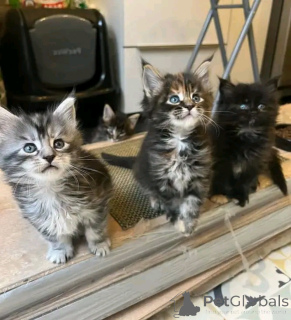 Photo №2 to announcement № 138850 for the sale of maine coon - buy in Germany private announcement, breeder