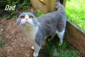 Additional photos: Beautiful Blue and Colourpoint Blue British Shorthair kittens