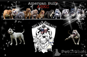 Additional photos: American Bully Puppies For Sale ABKC Delivery All Europe & Asia