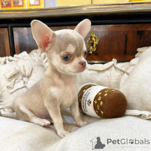 Photo №1. chihuahua - for sale in the city of Gorinhem | negotiated | Announcement № 177768