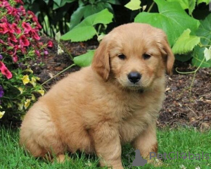 Photo №2 to announcement № 132174 for the sale of  - buy in Switzerland 