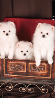 Photo №1. german spitz - for sale in the city of Lipetsk | Negotiated | Announcement № 1551