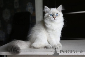 Photo №1. siberian cat - for sale in the city of NECKERTAL | 361$ | Announcement № 178747