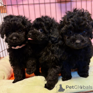 Photo №1. poodle (toy) - for sale in the city of Hannover | negotiated | Announcement № 164340