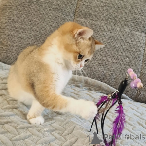 Photo №3. Beautiful litter available British shorthair Kittens. Australia