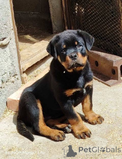 Photo №1. rottweiler - for sale in the city of Belgrade | negotiated | Announcement № 168462