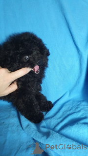 Photo №2 to announcement № 159055 for the sale of poodle (toy) - buy in Germany from the shelter, breeder