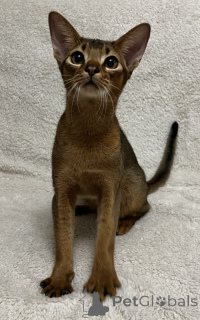 Photo №1. abyssinian cat - for sale in the city of Kharkov | 300$ | Announcement № 162700