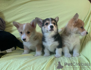 Photo №1. welsh corgi - for sale in the city of Berlin | Is free | Announcement № 23730