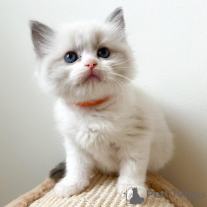 Photo №3. Beautiful Ragdoll kittens For Sale. United States