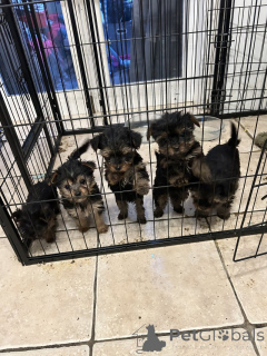 Photo №1. yorkshire terrier - for sale in the city of Algermissen | negotiated | Announcement № 166073