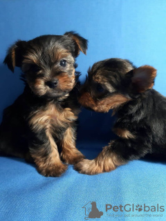 Photo №1. yorkshire terrier - for sale in the city of Kursk | 403$ | Announcement № 17600