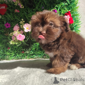 Photo №2 to announcement № 173596 for the sale of bolonka - buy in Serbia breeder