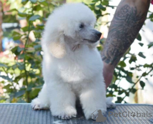 Photo №2 to announcement № 118651 for the sale of poodle (toy) - buy in Serbia breeder