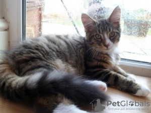 Photo №1. maine coon - for sale in the city of Mission | 1000$ | Announcement № 50409