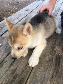 Photo №3. Siberian Husky Puppies Beautiful and Energetic. France