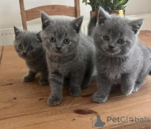 Photo №3. British shorthair kittens. Germany